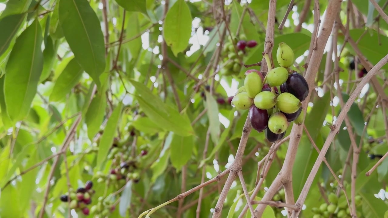 Vista ravvicinata di grappoli di frutti di Jamun che pendono da rami sottili. Frutti in diverse fasi di maturazione, dal verde al viola intenso, sono circondati da un fogliame lussureggiante in una volta tropicale.