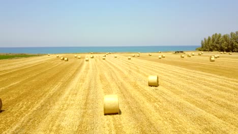 yellow field with round sheaves of hay. harvest