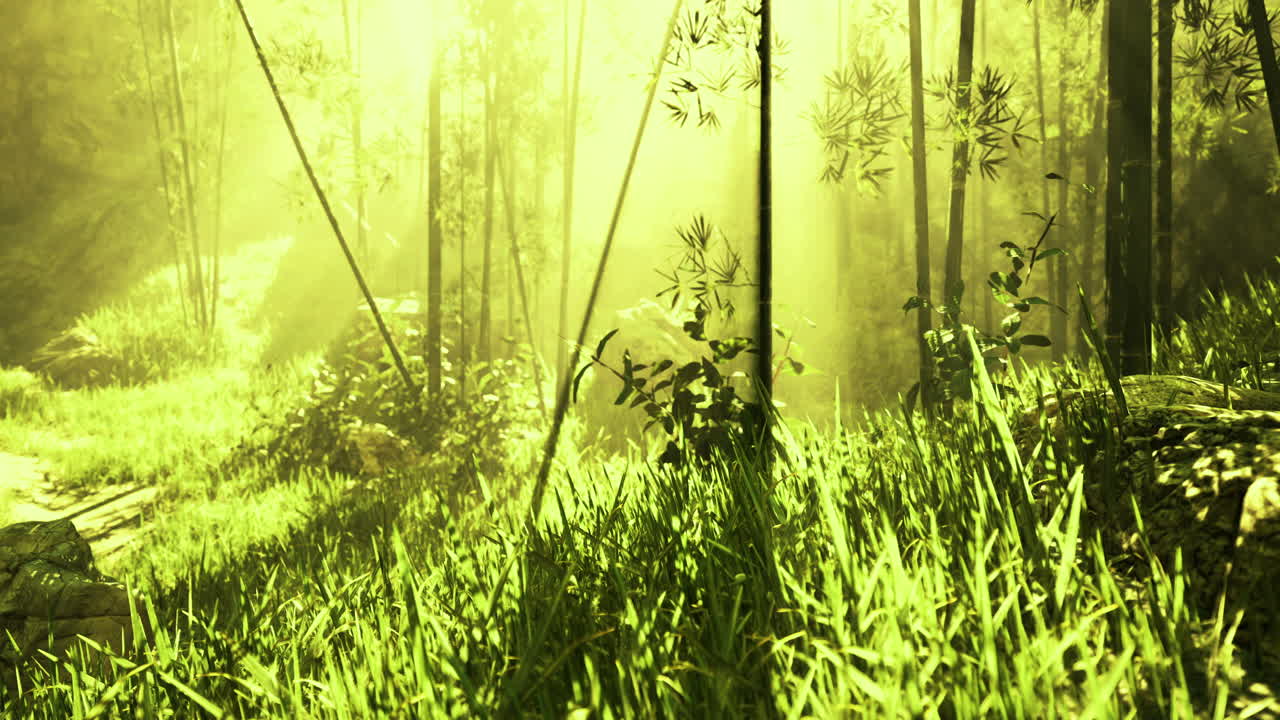Lush green bamboo forest with golden sunlight filtering through trees