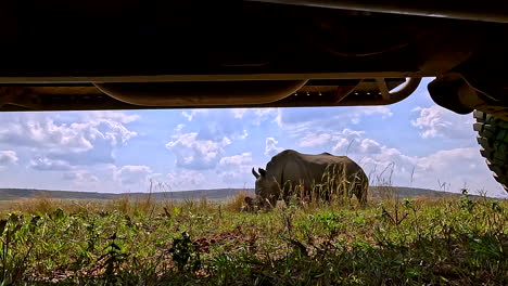 view from under safari truck of white rhino grazing in field of game reserve