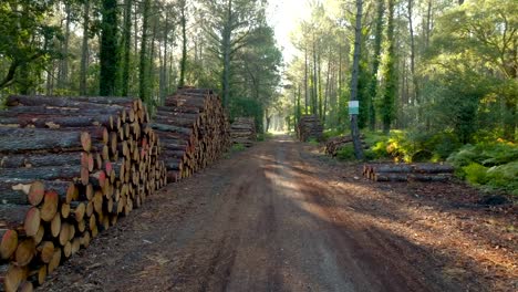 A-dirt-road-with-piles-of-Pine-logs-filmed-with-a-drone