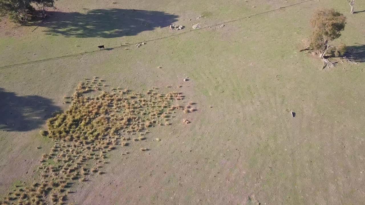 Aerial flight over rocky grassland in Australia, birds eye perspective moving forward and tilting up