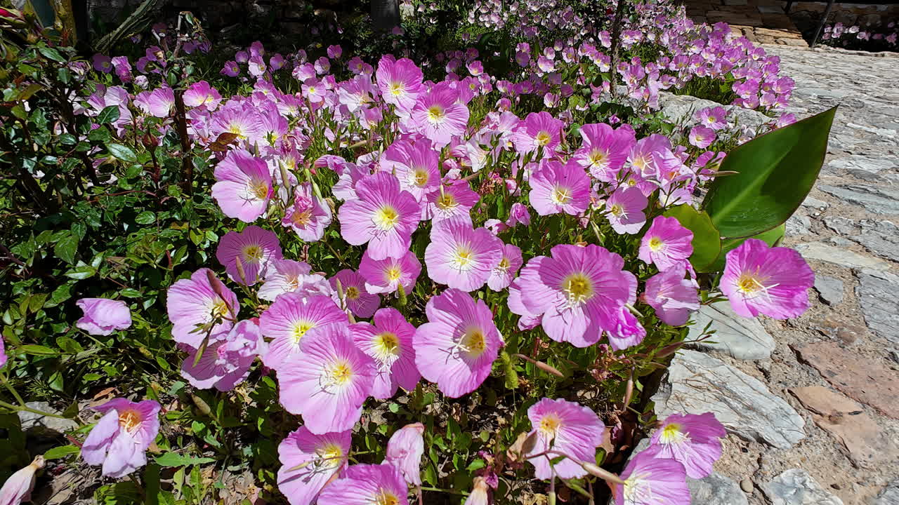 las flores de la prímula rosada en pleno florecimiento en el jardín