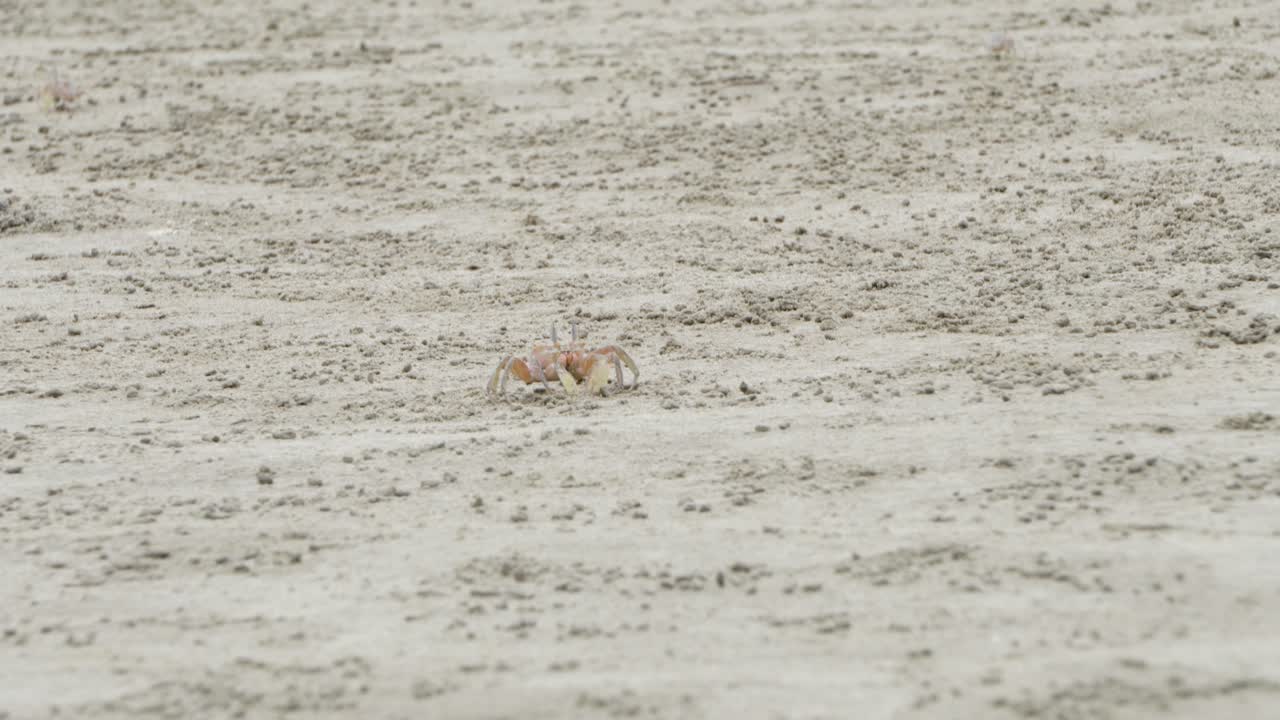 올론 해변의 모래 위를 걷는 게