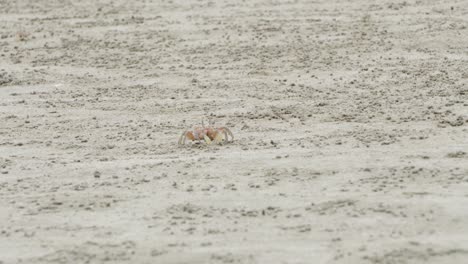 cangrejos caminando sobre la arena en la playa de olon
