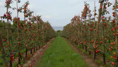 Allee-Der-Apfelbäume-Im-Obstgarten