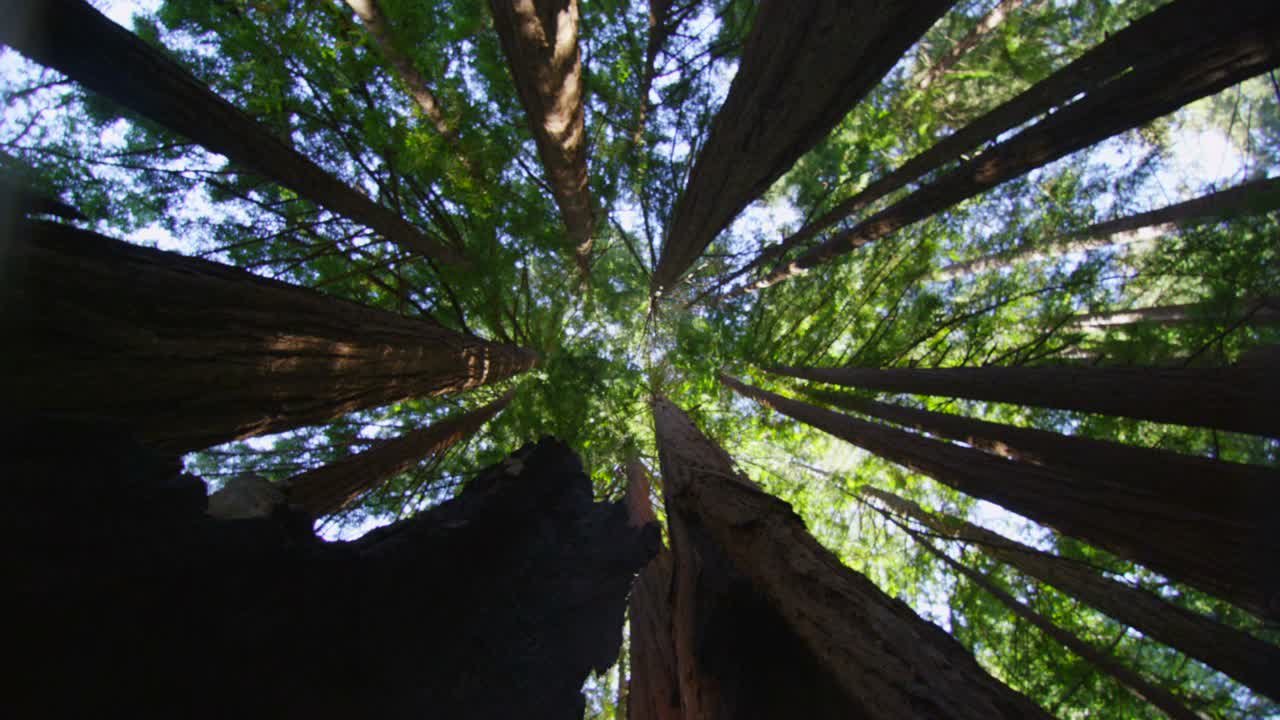 giro lento de ángulo bajo mirando hacia los árboles altos en un bosque