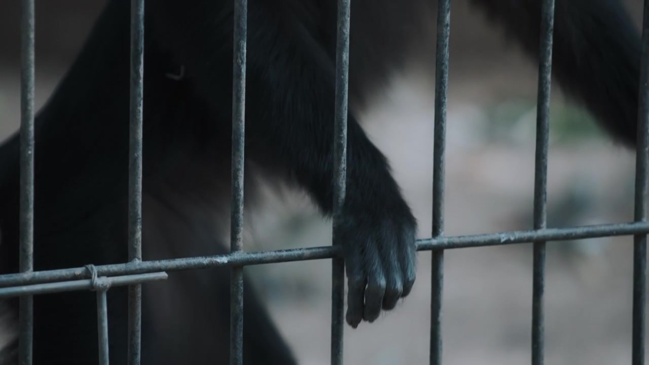 Macaco apoyado en una jaula de metal.
