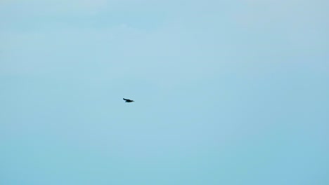 Eagle-flying-solo-and-flapping-wings-against-blue-sky-background