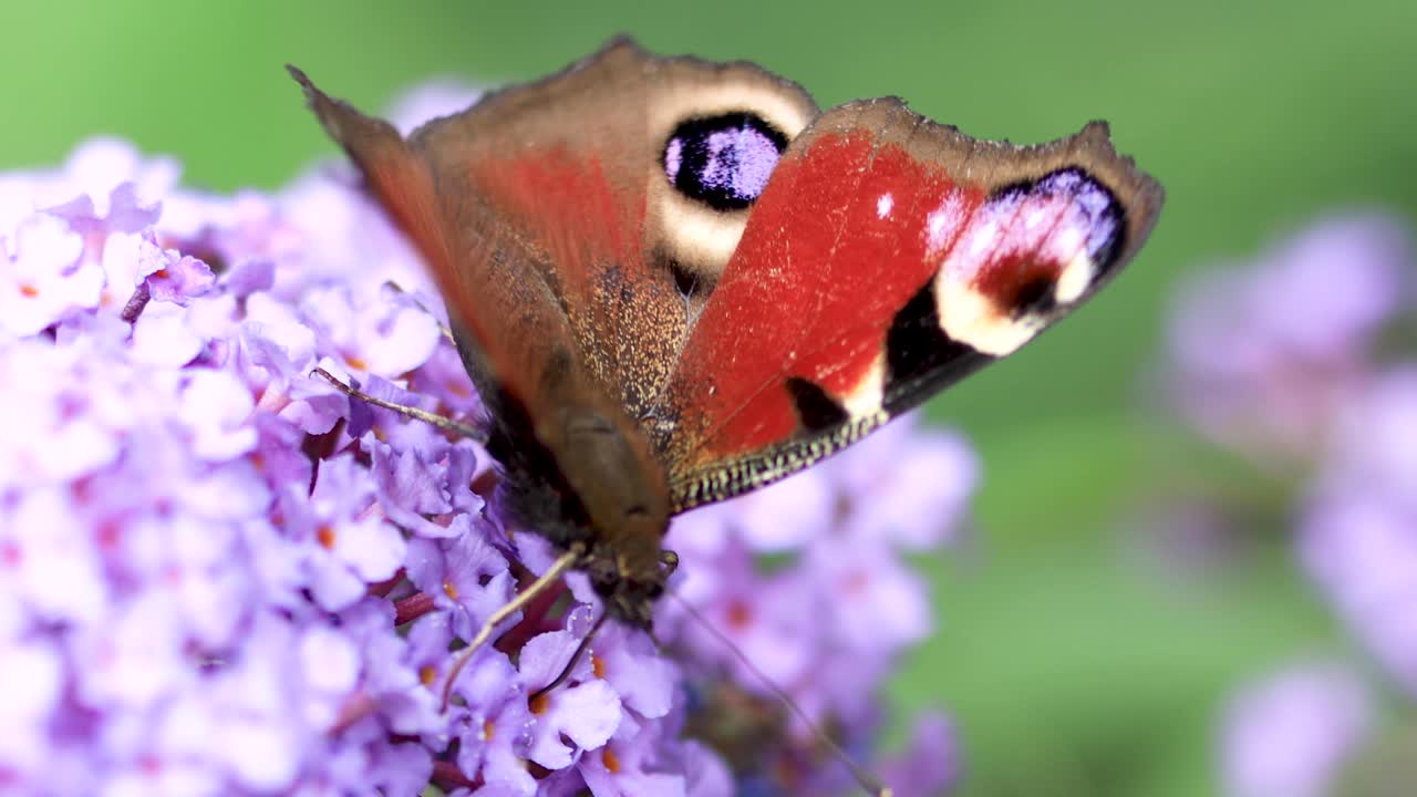 Vista macro stabile, vibrante e colorata di una farfalla pavone europea calma che si nutre su un fiore che ondeggia dolcemente nel vento contro un fogliame verde naturale sfocato sullo sfondo
