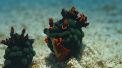 incredible nudibranch couple showing eggs