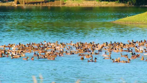 flock of ducks swimming over pond in the countryside animal farm in bangladesh