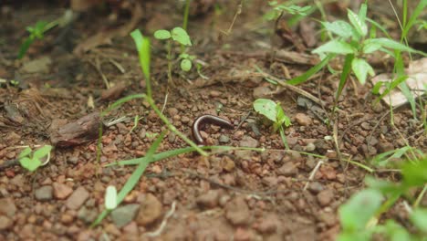 a tiny worm-like insect moves on soil nestled between blades of green grass outdoors