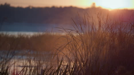 Ruhiger-Sonnenaufgang-Schöner-Teich.-Morgennebel-Liegt-Auf-Grashalmen-In-Der-Nähe-Von-Wasser.