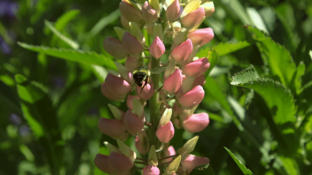 abeja zumbando alrededor de flores de lupino rosa