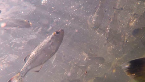 crystal clear water fast flowing river and close up of fish in a feeding frenzy in the wilderness on an outdoorsy adventure