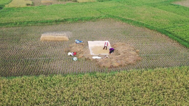 agricultores cosechando arroz en un campo de arroz