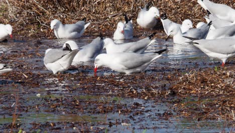 Wild-gulls-picking-food-out-of-beach-cast-seagrass