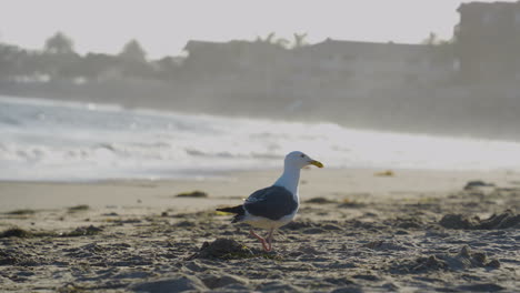 foto de seguimiento de una gaviota tomando vuelo de ventura beach en el sur de california