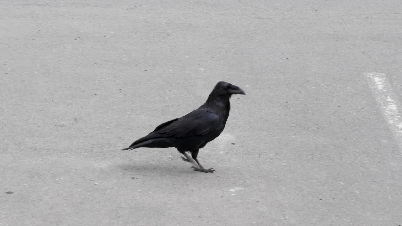 Common raven walking on the street in Sitka, Alaska.Very common bird on city streets.