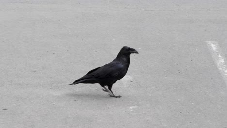 common raven walking on the street in sitka, alaska.very common bird on city streets.