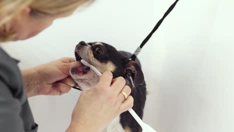 veterinario limpiando los dientes de un perro