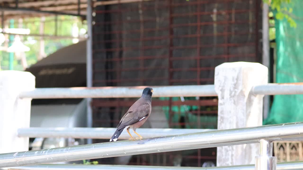 비둘기가 앉아서 레일링에서 날아갑니다.