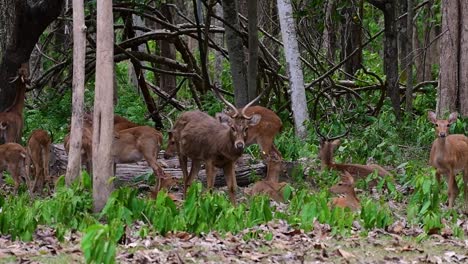 The-Eld's-Deer-is-an-Endangered-species-due-to-habitat-loss-and-hunting