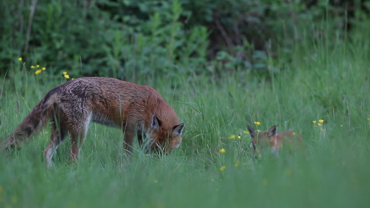 cachorro de zorro y adulto comiendo en un campo con flores amarillas en el crepúsculo