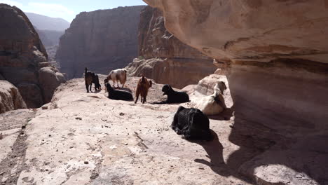 a group of goats eating orange peels on the steep mountain hill in ancient city of petra