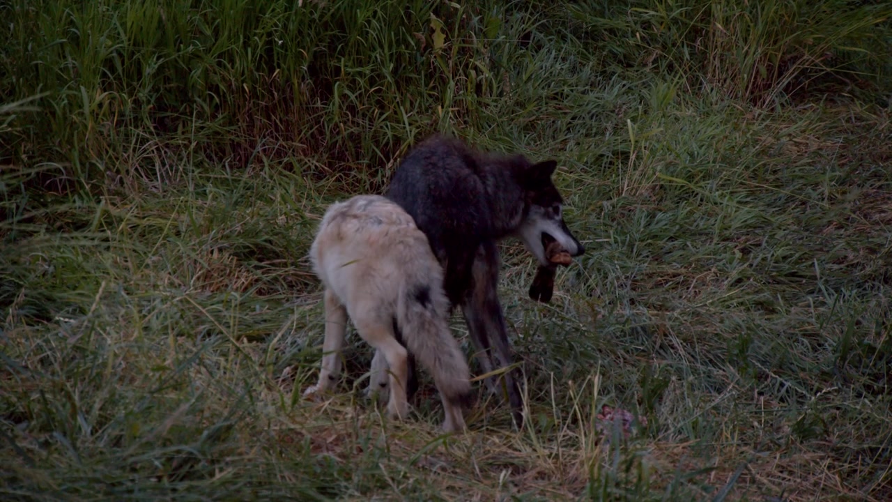 A grey wolf named Koa.