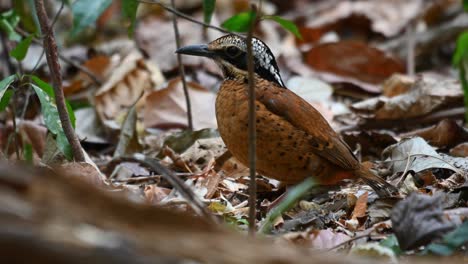 Pitta-De-Orejas,-Hydrornis-Phayrei