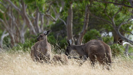 A-group-of-Kangaroos-at-Deep-Creek-conservation-park-in-South-Australia-in-long-grass-during-summer