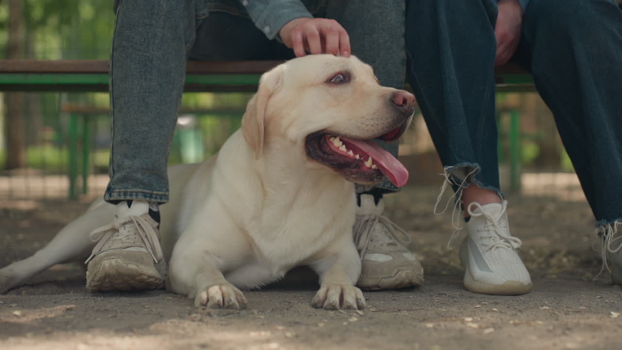dog and owner bonding, pet enjoying gentle touch in park setting, friendly interaction between dog and owner in sunny park, closeup of dog paws and human hand during peaceful park visit