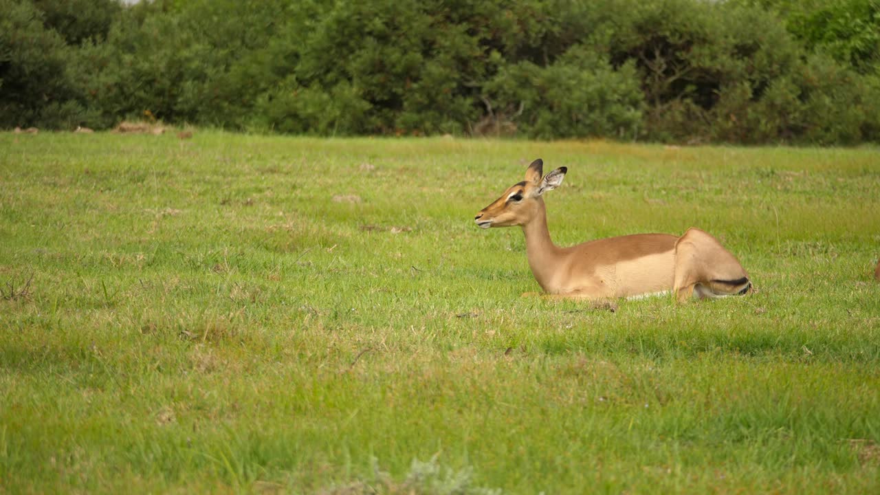 antílope impala descansando y pastando en el paisaje herboso del parque addo, sudáfrica