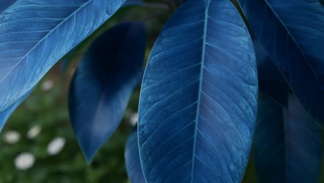 close-up of blue toned leaves
