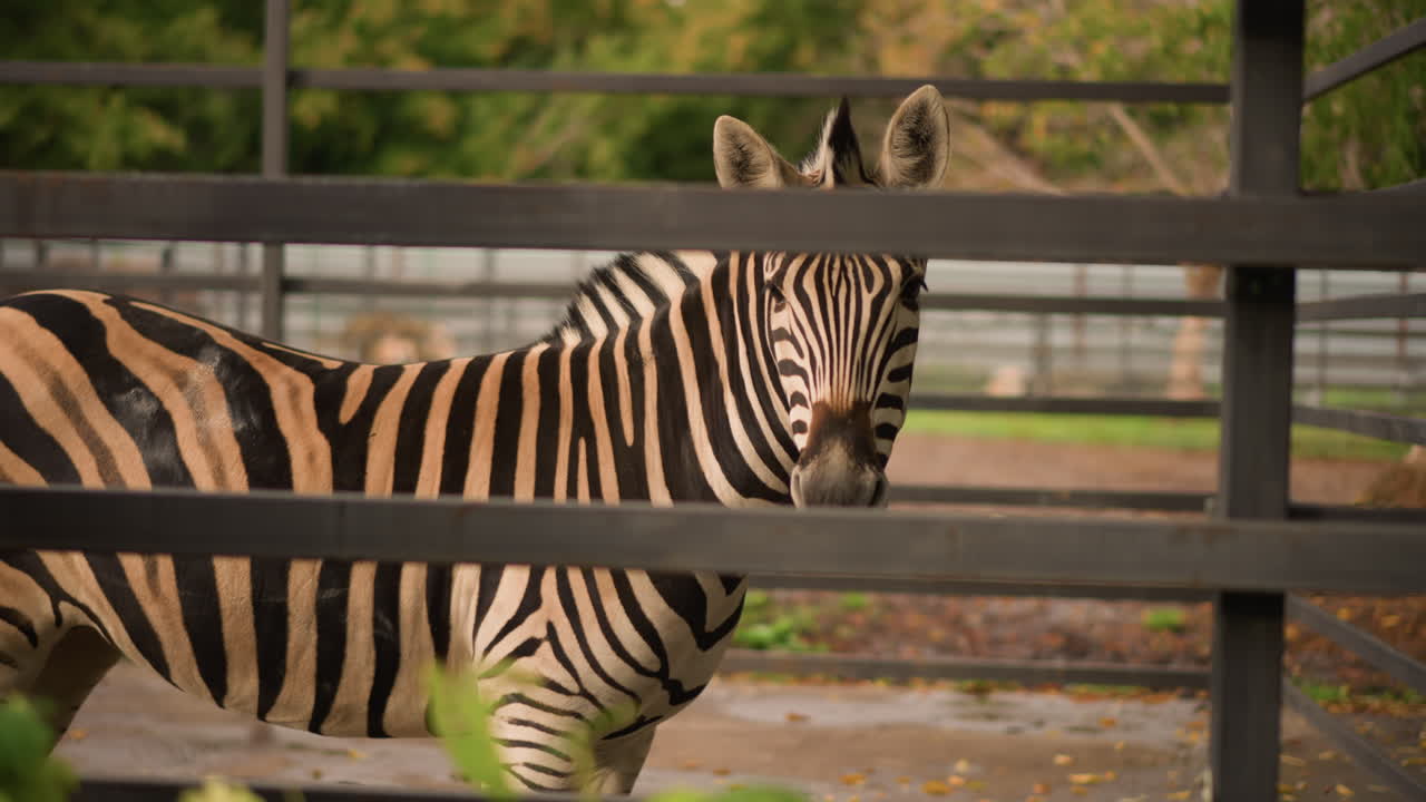 Zebra vicino a una staccionata di legno in uno zoo, una visitatrice appoggiata nelle vicinanze di profilo mentre un equide a strisce si trova in un recinto ombreggiato; il fogliame verde e le assi di legno incorniciano il primo piano, luce pomeridiana, atmosfera tranquilla