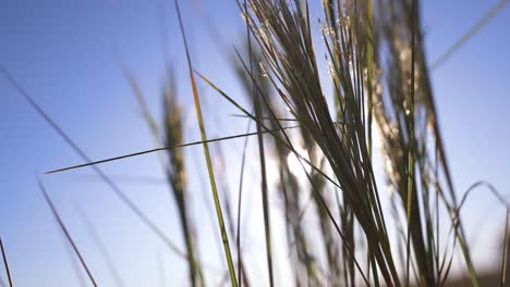 Sunlit-pasture-with-the-sun-setting-in-the-background,-casting-a-warm-glow-over-the-green-fields-against-a-clear-blue-sky