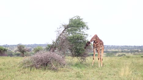 Giraffe-Größtes-Tier,-Das-Auf-Einer-Akazie-Weidet-Und-Blätter-Mit-Seiner-Zunge-Frisst