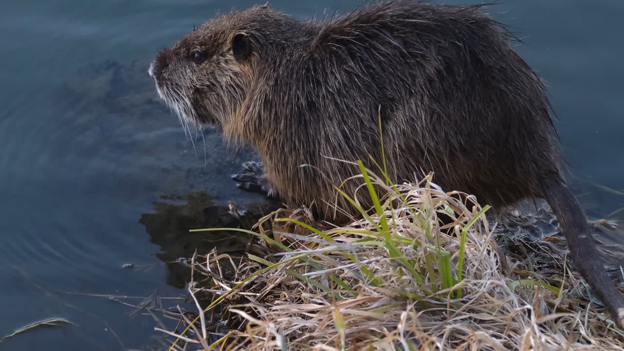A coypu moves along the grassy edge of a riverbank, showcasing its natural habitat and behavior.