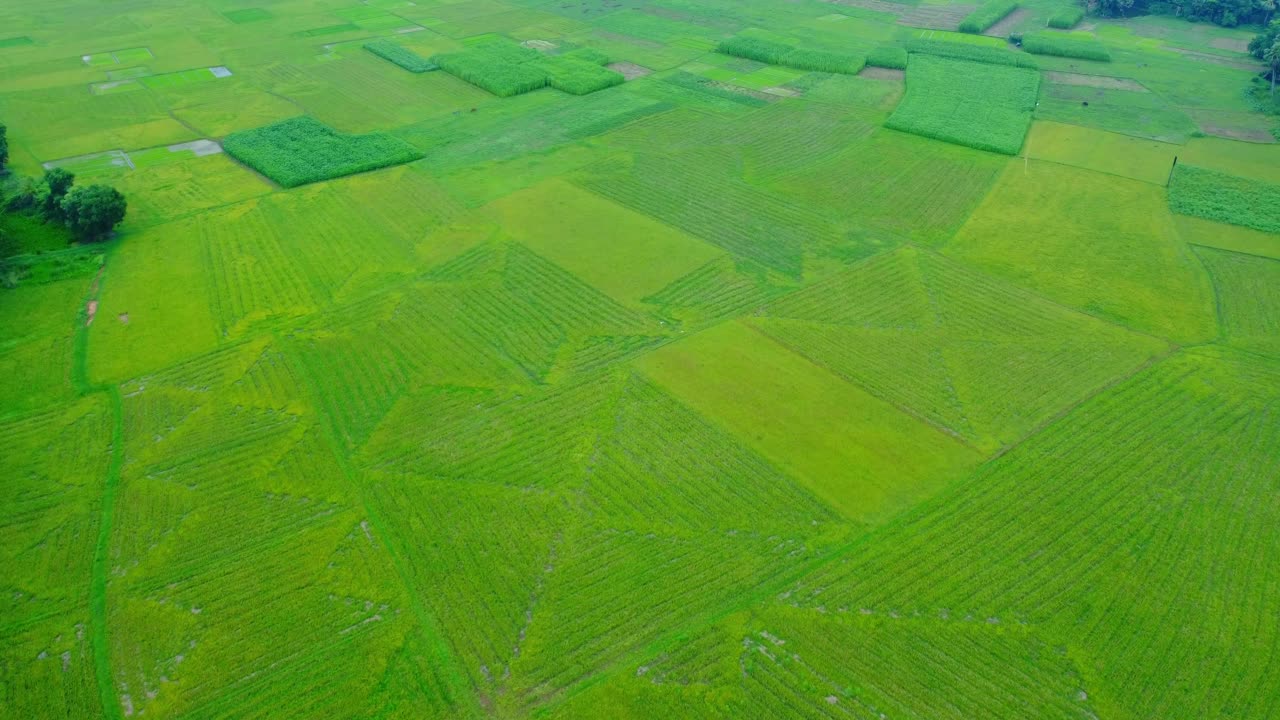 fotografía de un avión no tripulado del campo agrícola de arroz y yute de un pueblo remoto de bengala occidental