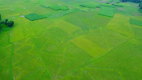 Vista-Aérea-De-Un-Dron-De-Un-Campo-Agrícola-De-Arroz-Y-Yute-En-Una-Aldea-Remota-De-Bengala-Occidental