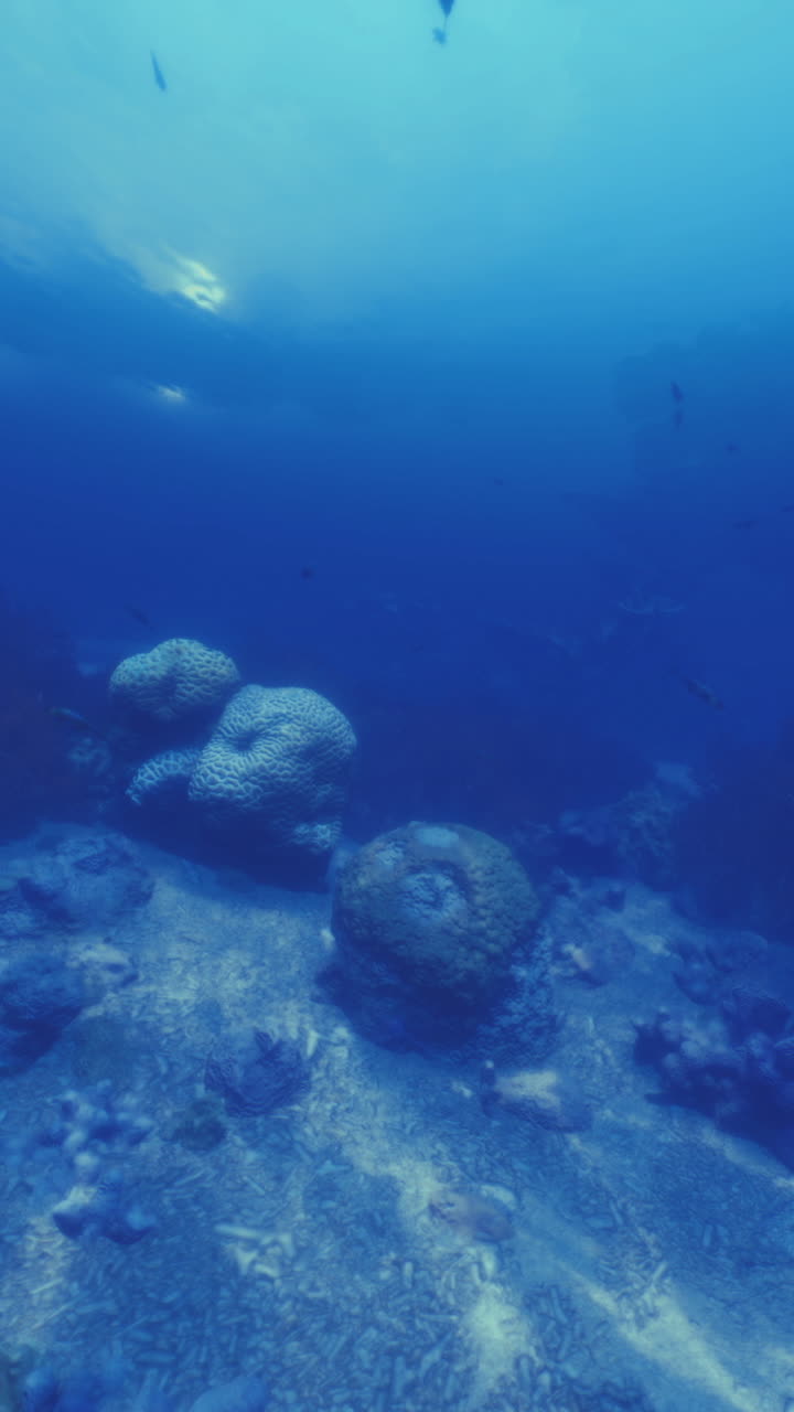 Underwater exploration reveals vibrant coral and diverse marine life in ocean