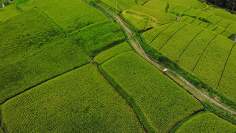 Paisaje-Escénico-De-Campos-De-Arroz-Verdes-De-La-Aldea-De-Ubud-En-Bali,-Indonesia---Disparo-Aéreo-De-Drones-Inclinados-Hacia-Abajo