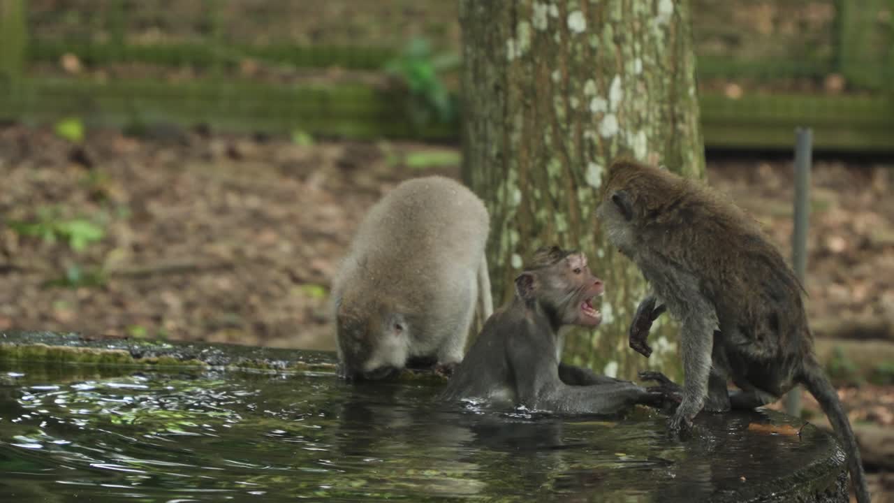 Adorable Long-Tailed Macaques Bathing At Ubud Monkey Forest In Bali, Indonesia. Slow motion Shot