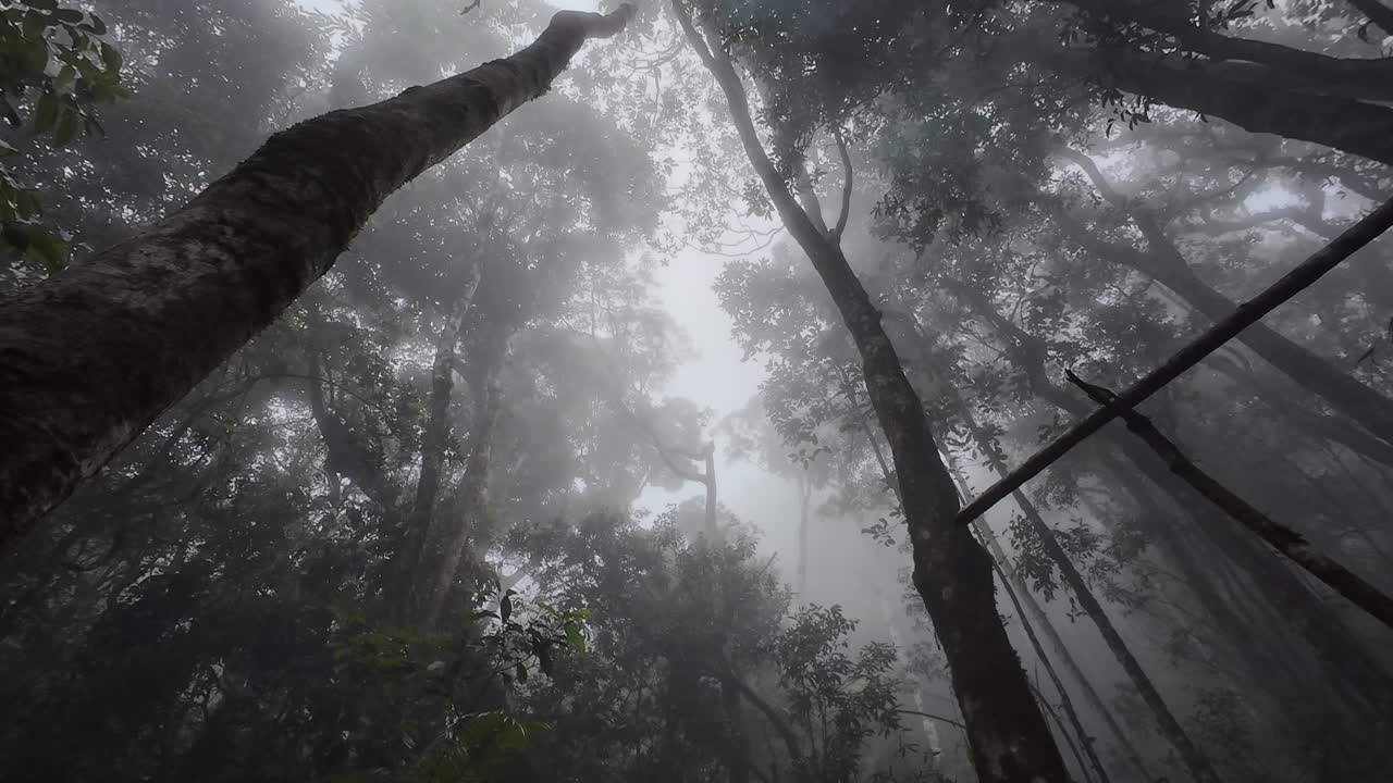 Heavy fog coveres the forest canopy