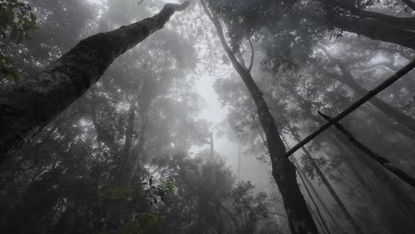 heavy fog coveres the forest canopy
