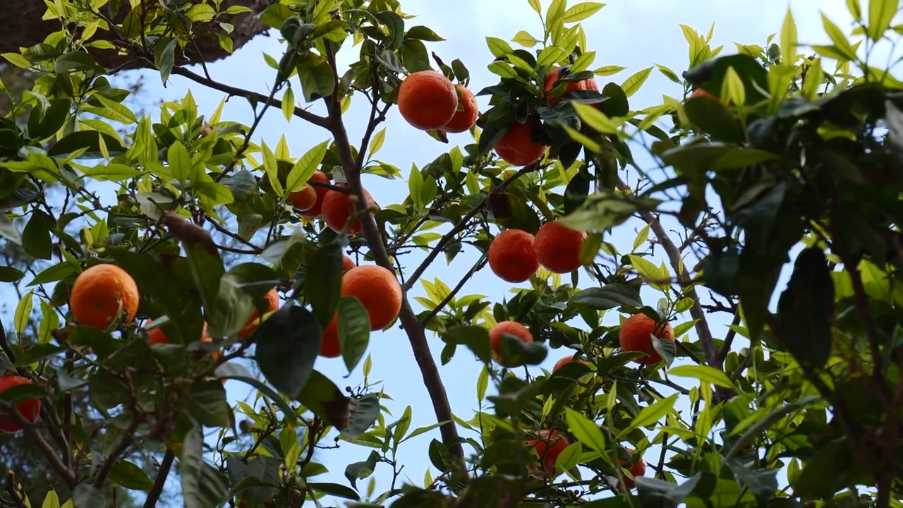 Des oranges mûres regroupées parmi des feuilles vertes brillantes sur un agrume en production, gros plan au téléobjectif moyen