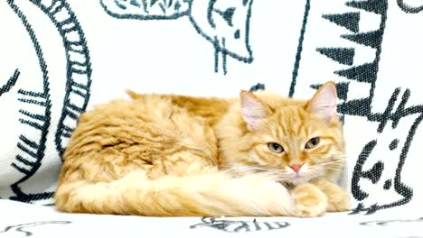 un lindo gato rojo tendido en la cama. una mascota esponjosa en el fondo de un hogar acogedor