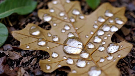 autumn leaf with water droplets